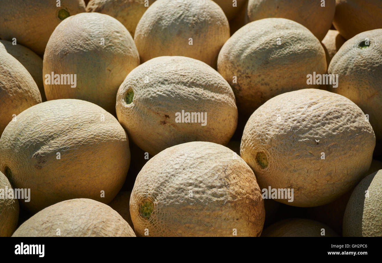 Candy cantaloupes big beautiful woman | Porno gallery) Candy cantaloupes big beautiful woman | Porno images)