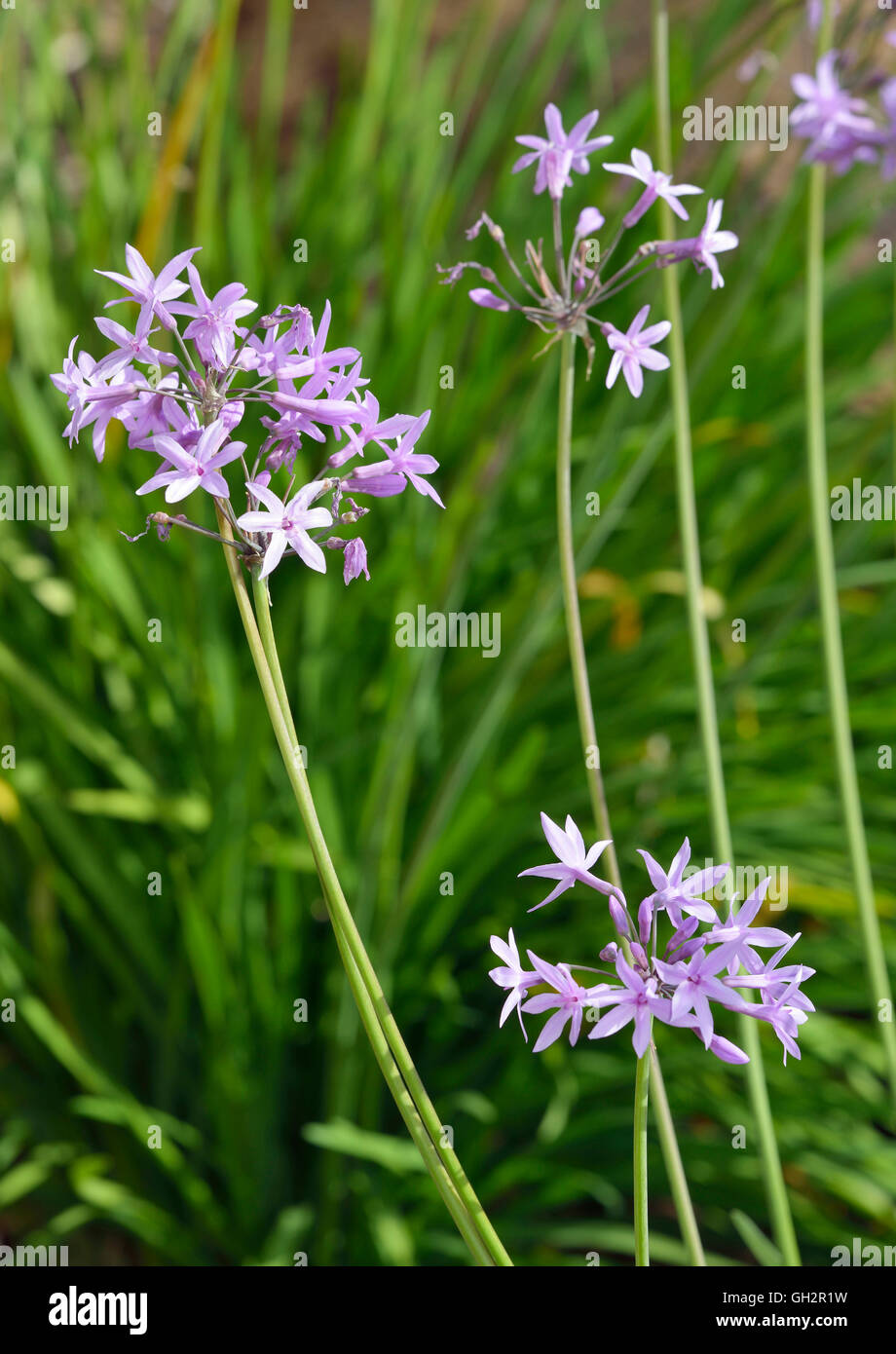 Society Garlic - Tulbaghia violacea From South Africa Stock Photo