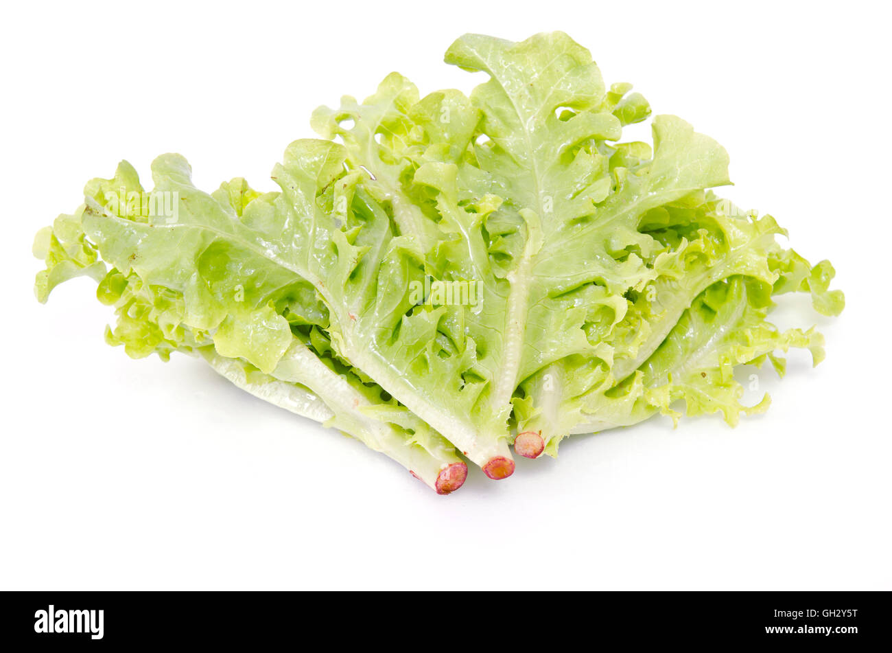 Salad vegetable leaf (Green oak and Batavia) isolated on white background Stock Photo