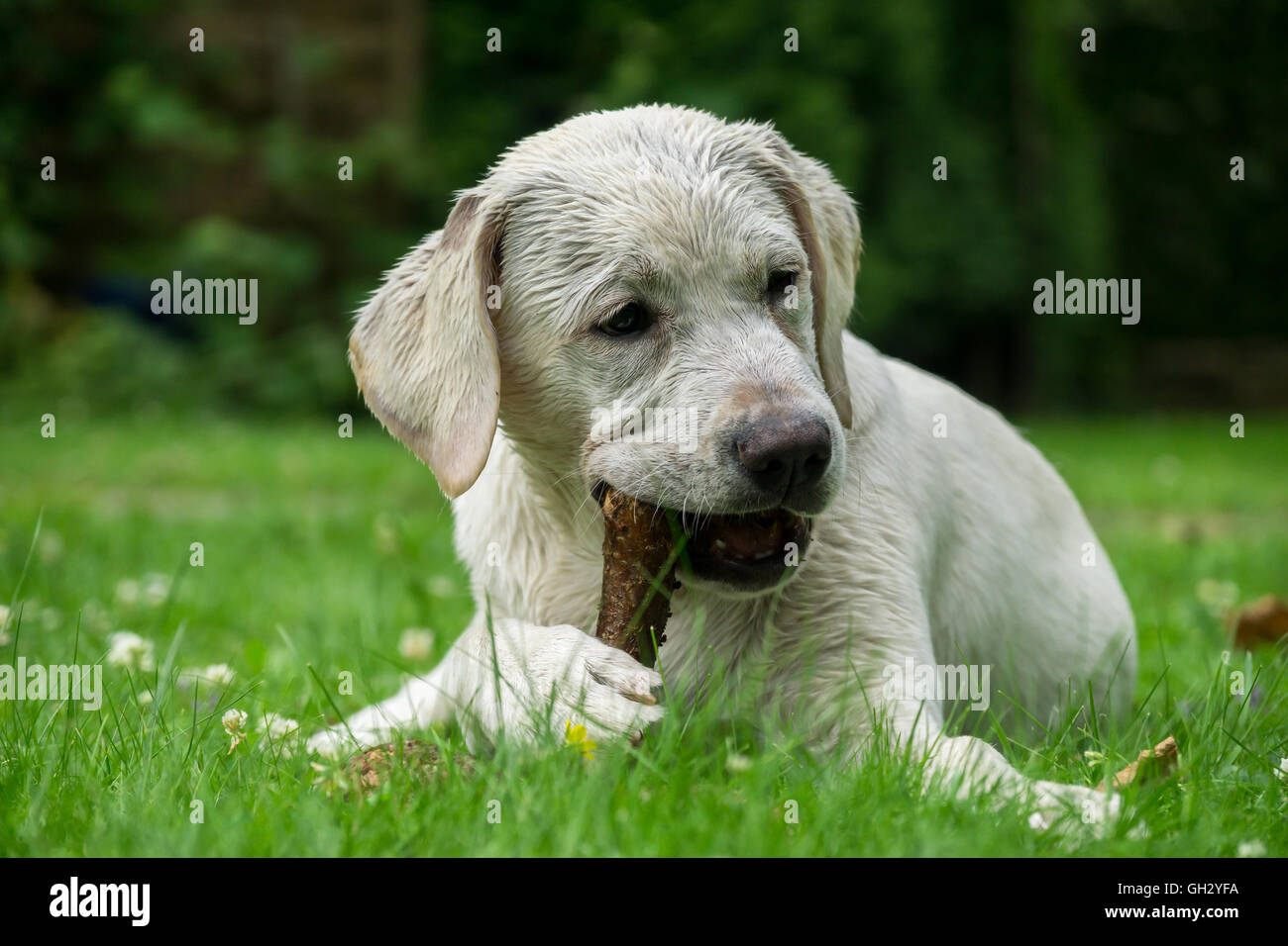 Sweet cute labrador dog puppy lying on a green meadow and chewing on a branch stick Stock Photo