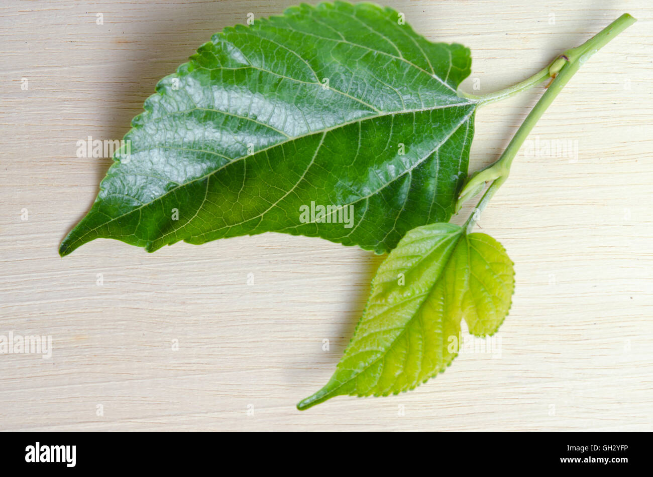 Mulberry (Other names are MORUS ALBA, Moraceae, black mulberry, Chinese mulberry, Morus cathayana) leaf isolated on wood backgro Stock Photo