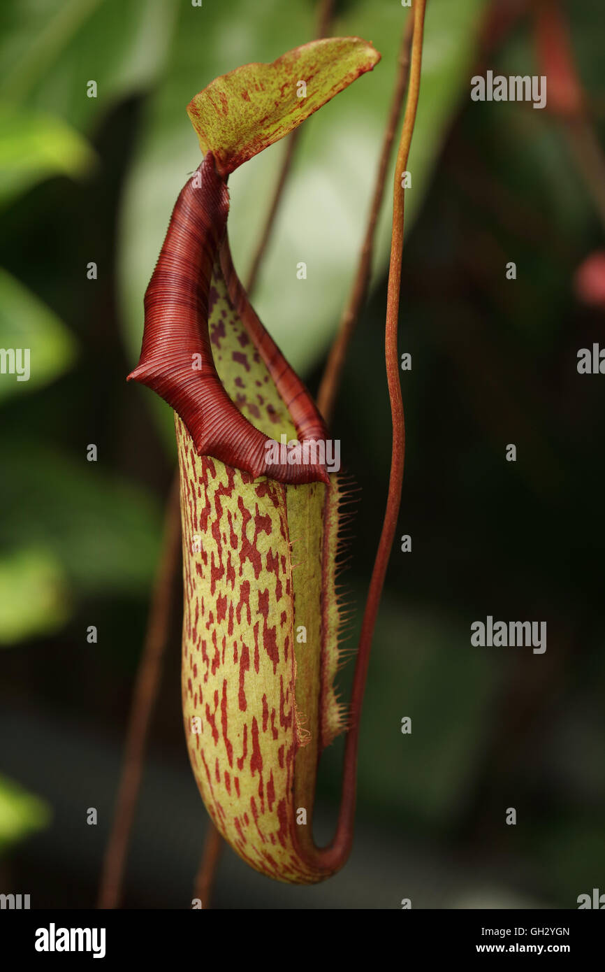 A pitcher plant, Nepenthes sp., from the forests of Borneo. This is probably one of the species in the N. maxima complex. Stock Photo