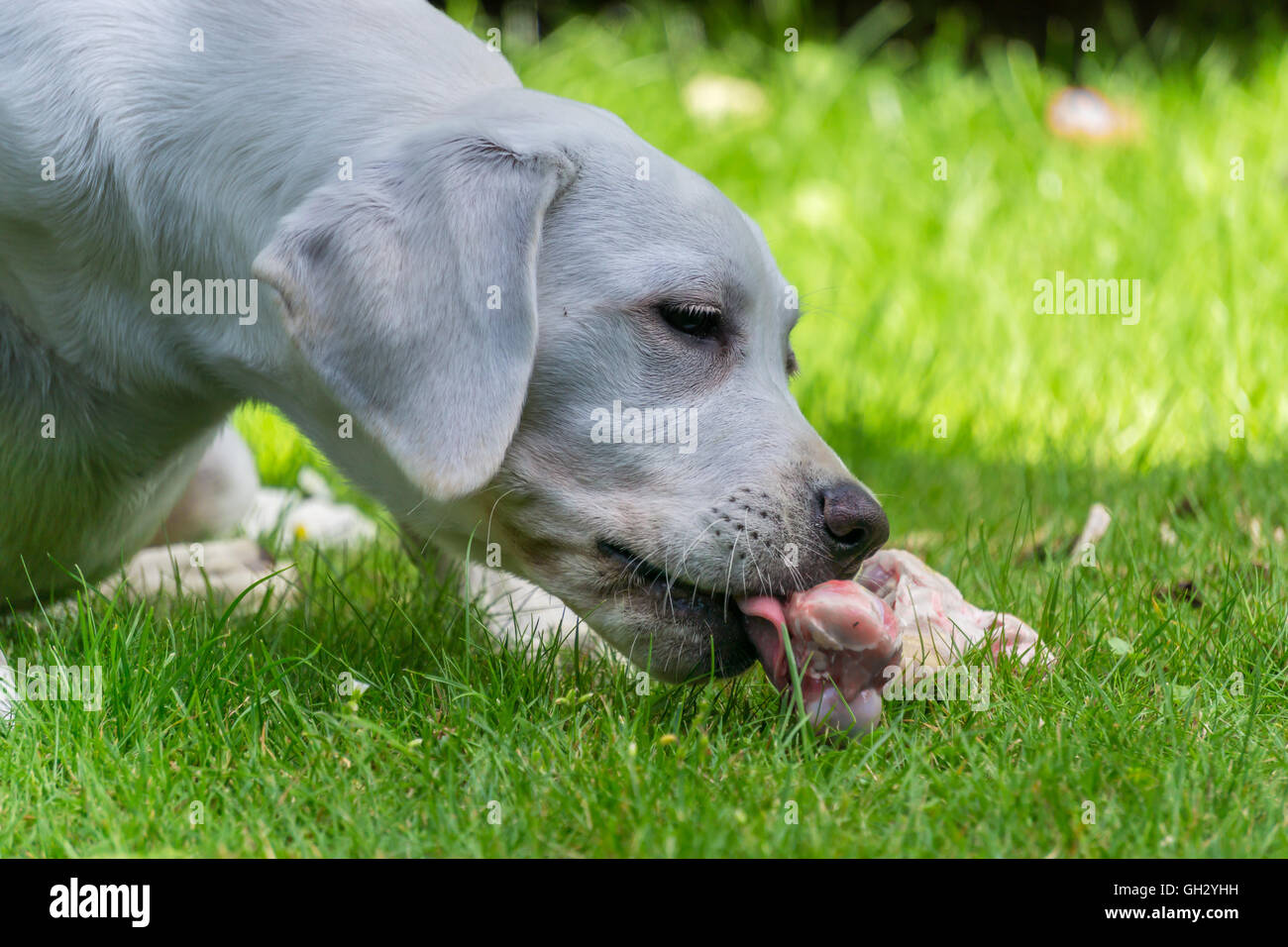 Labrador Retriever puppy eating in the garden a bone with meat on them