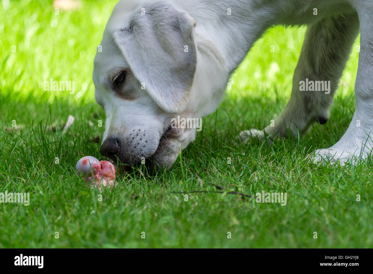 Labrador Retriever puppy eating in the garden a bone with meat on them