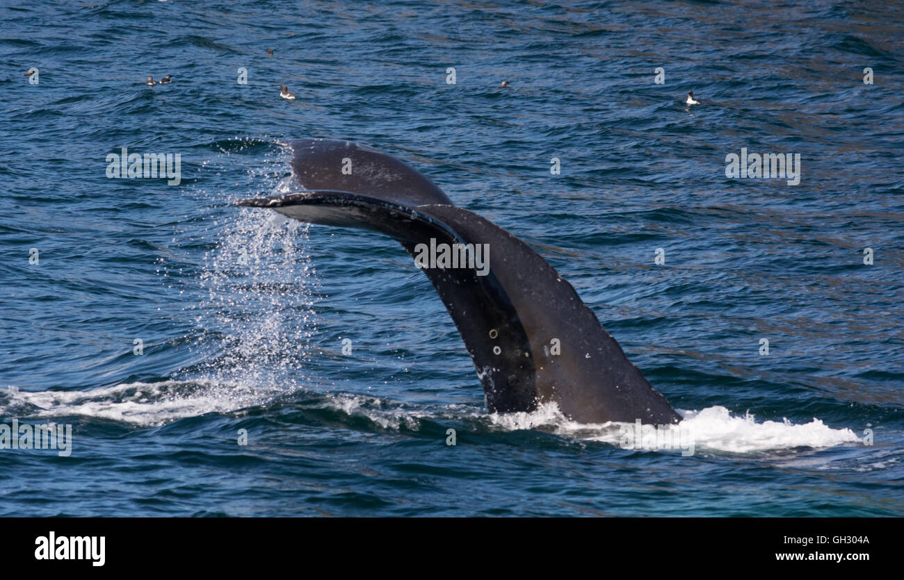 Water rolls off the uplifted tail of a diving humpback whale Stock ...