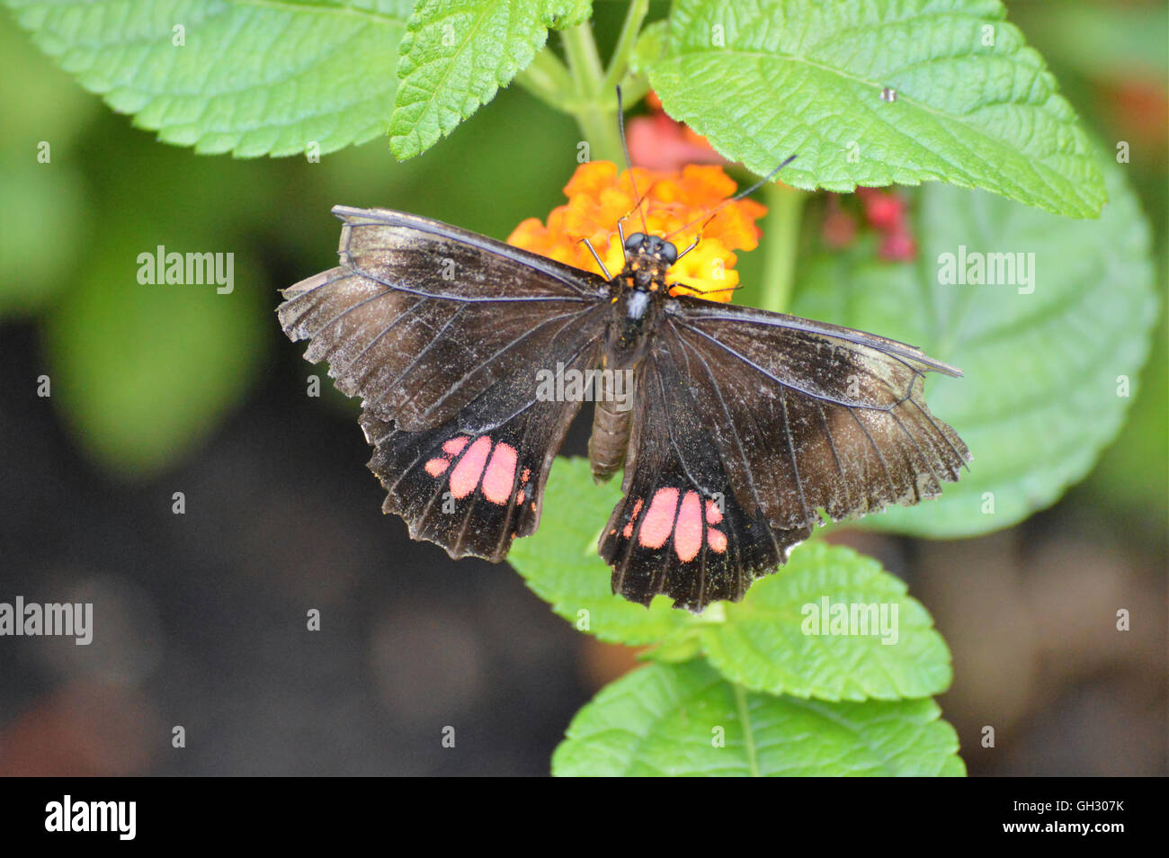 Butterfly in the Garden Stock Photo - Alamy