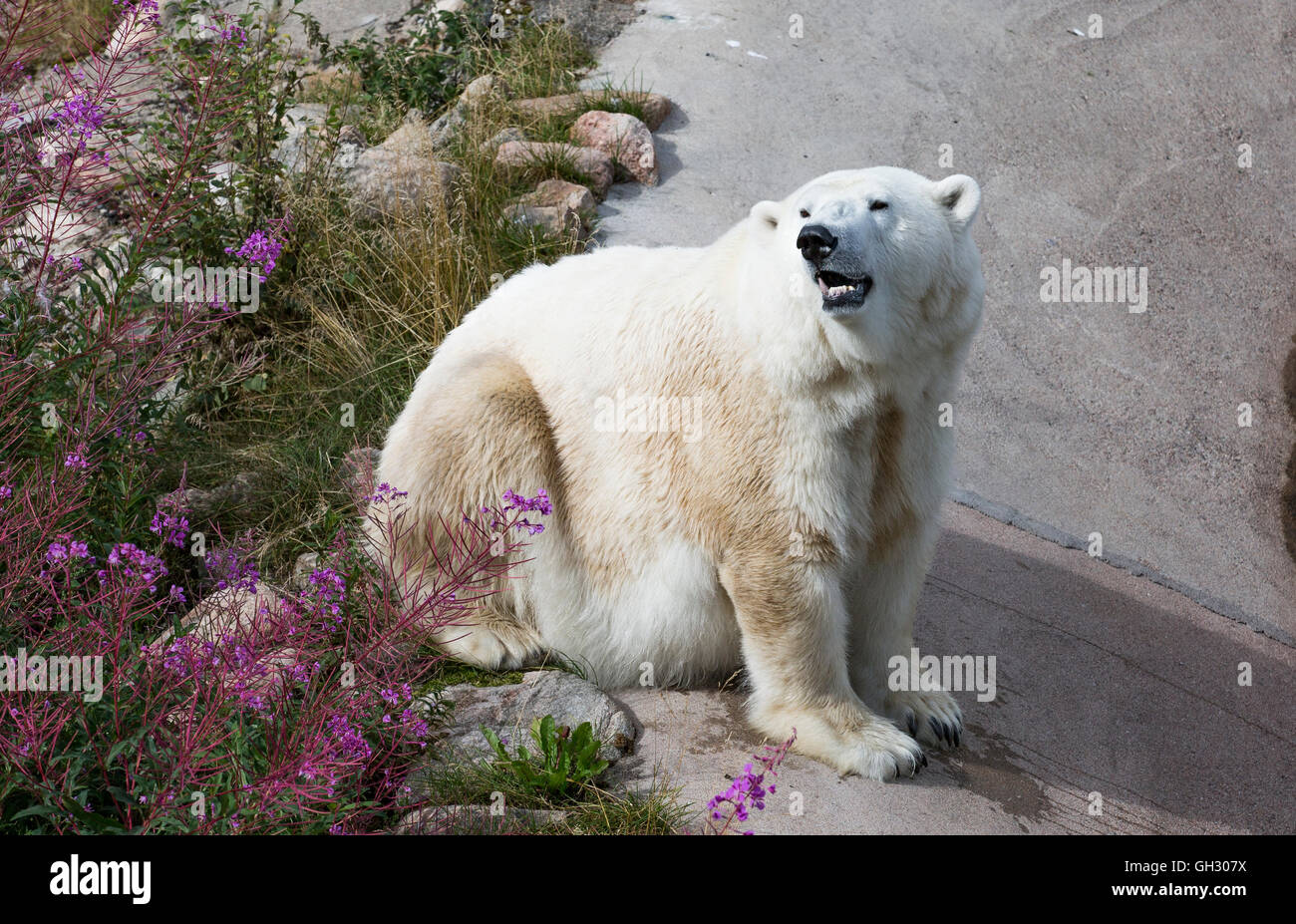 Pregnant Female Polar bear near water in Ranua Zoo Stock Photo - Alamy