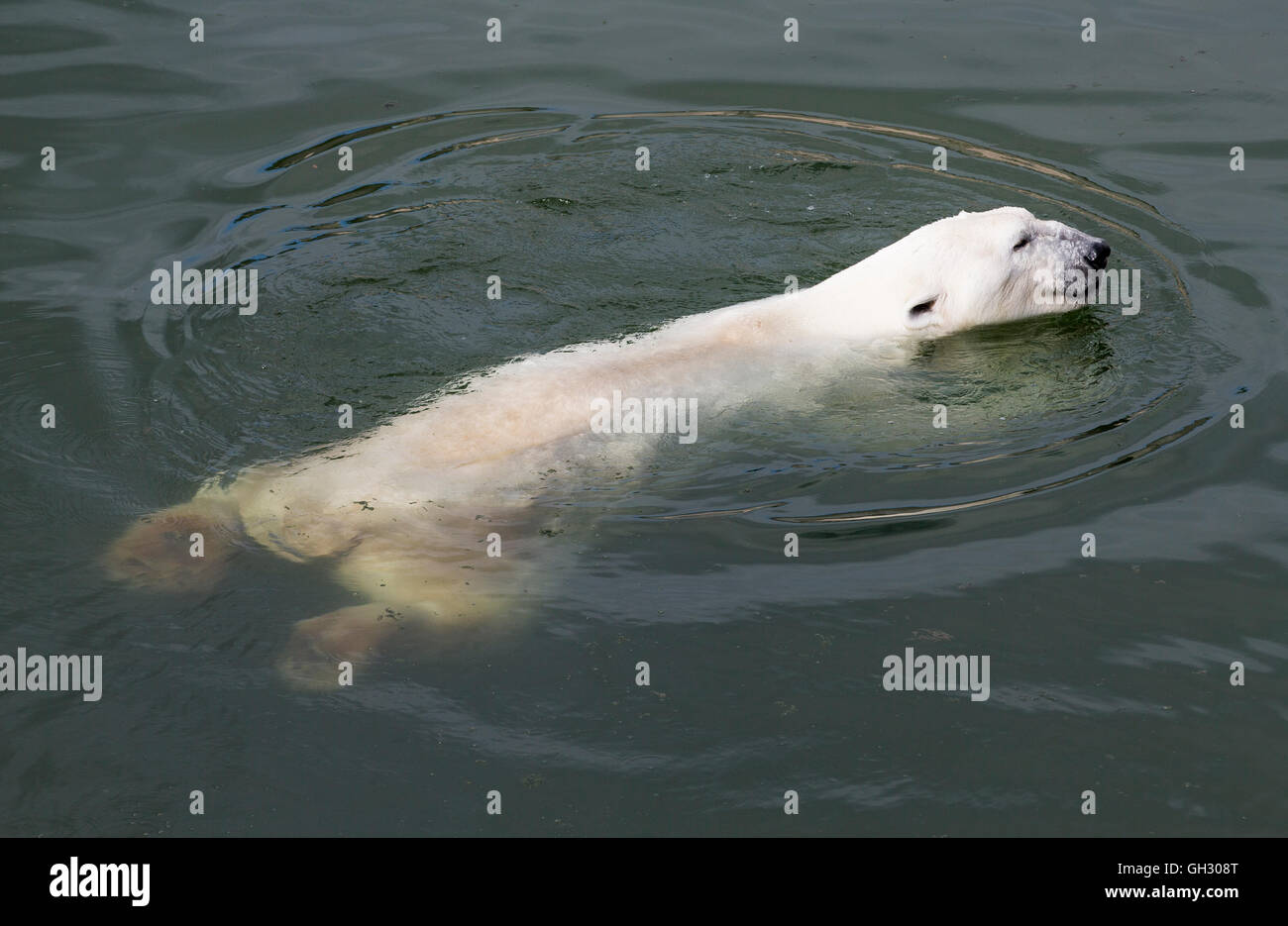 Polar bear in a water, swimming in Arctic Finland Stock Photo