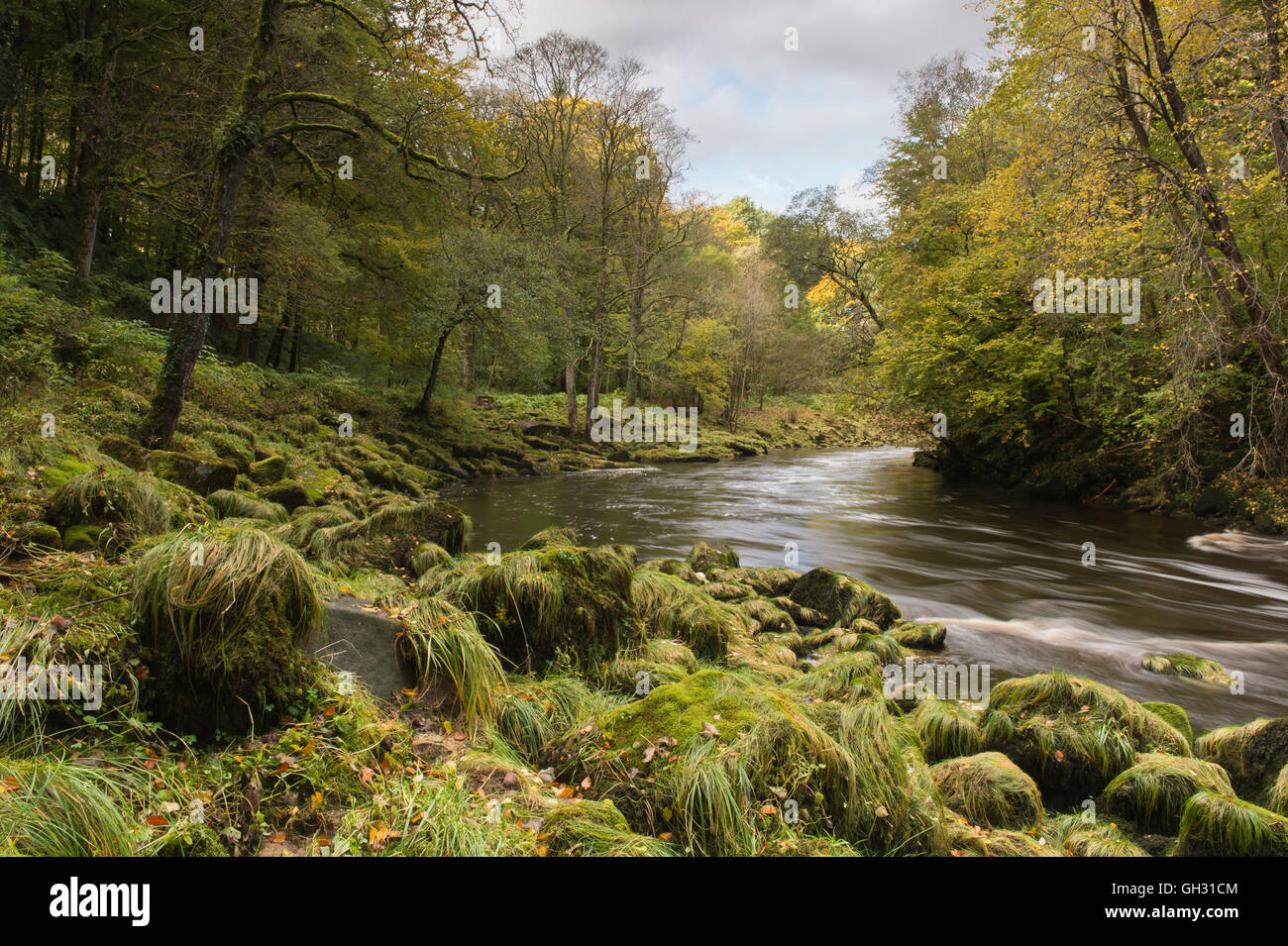 Autumnal scenic Strid Wood (ancient woodland) & rocky, mossy banks of smooth, flowing River Wharfe - Bolton Abbey Estate, Yorkshire Dales, England, UK Stock Photo