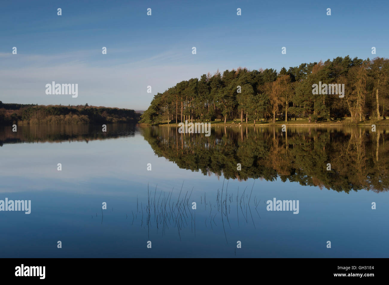 Bright blue sky and trees, reflected in the calm, still, water of Swinsty Reservoir, Washburn Valley, North Yorkshire, GB. Stock Photo