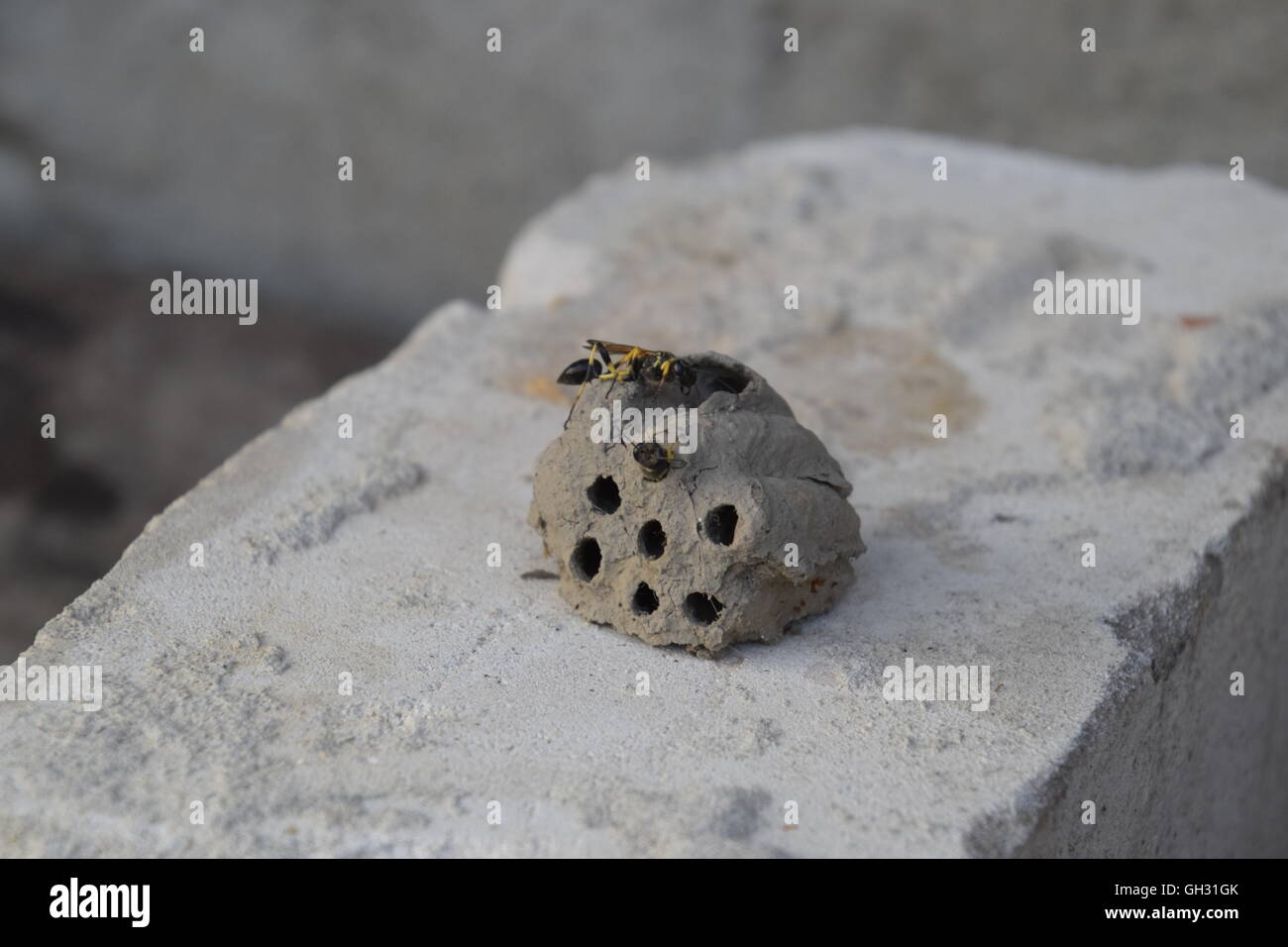 Sand hornets hi-res stock photography and images - Alamy
