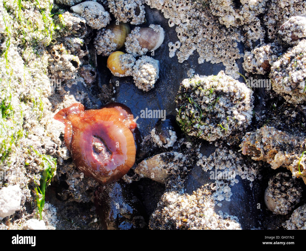 Marine flora and fauna on a rock exposed at low tide showing barnacles, red Beadlet anemone and periwinkles Stock Photo