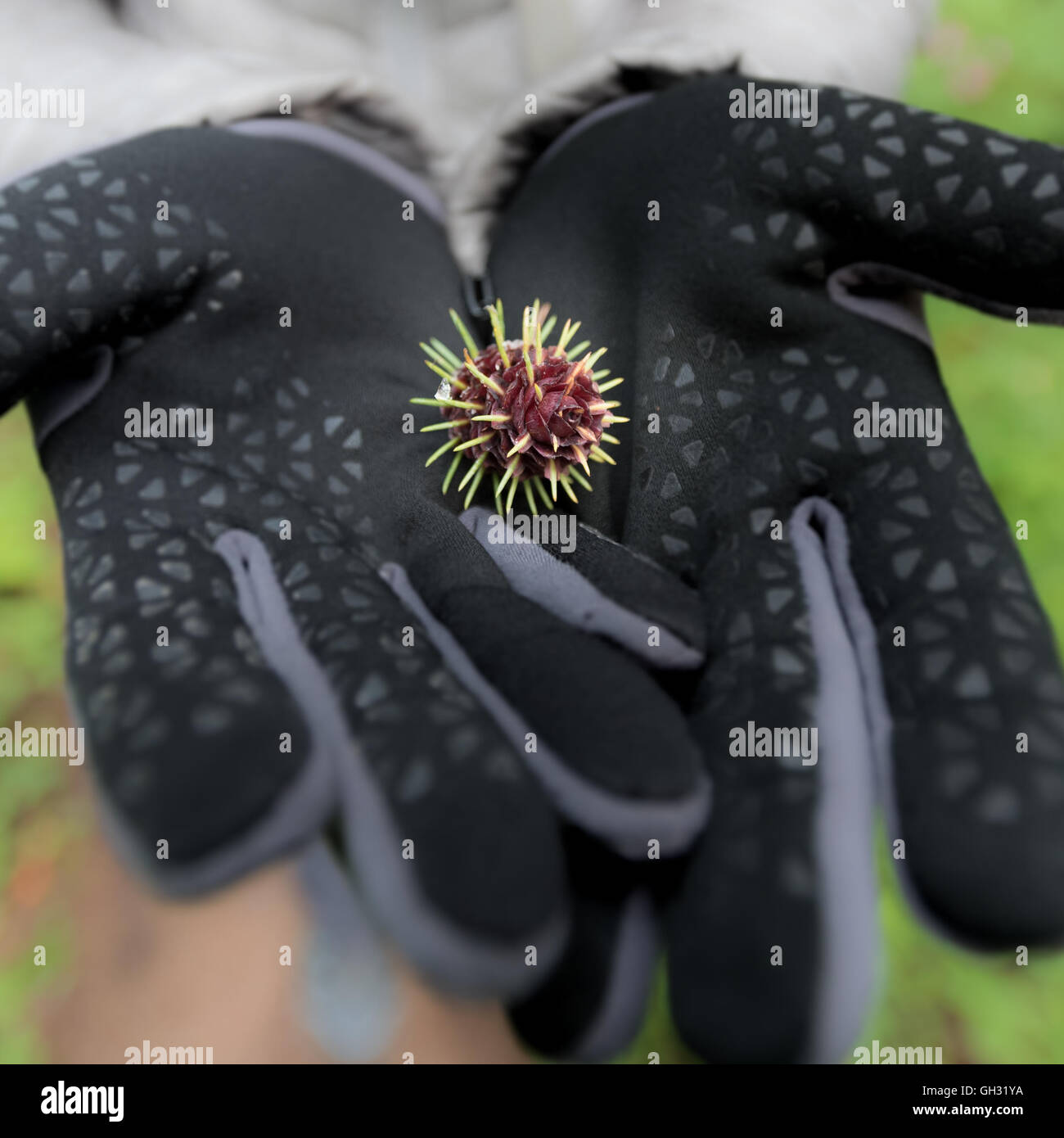 Sprouting Pine Cone in Gloved Hands offers a unique perspective on how