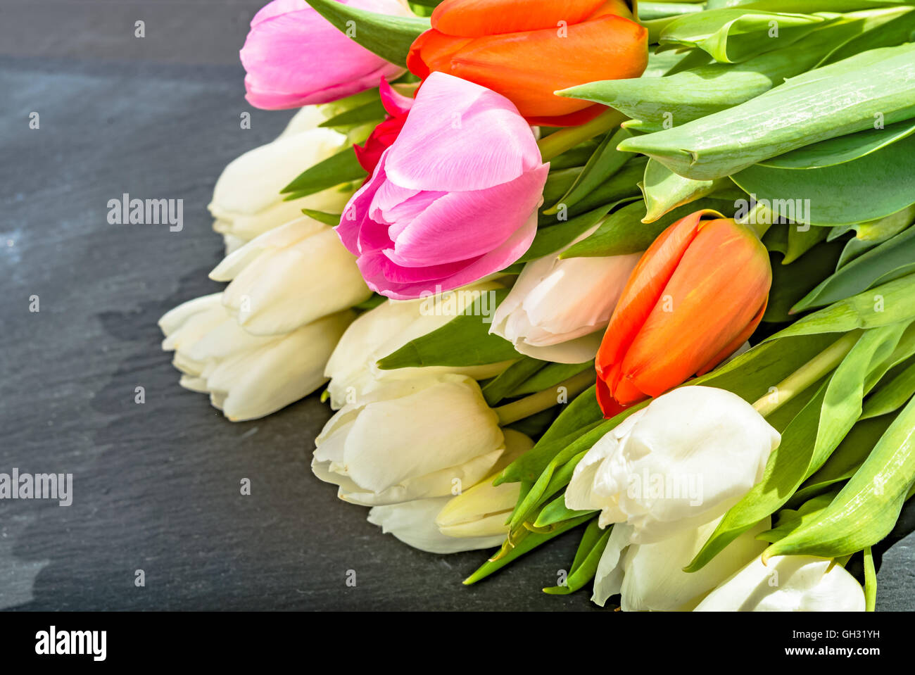 Anniversary colorful tulip flower bouquet on grey background for ...