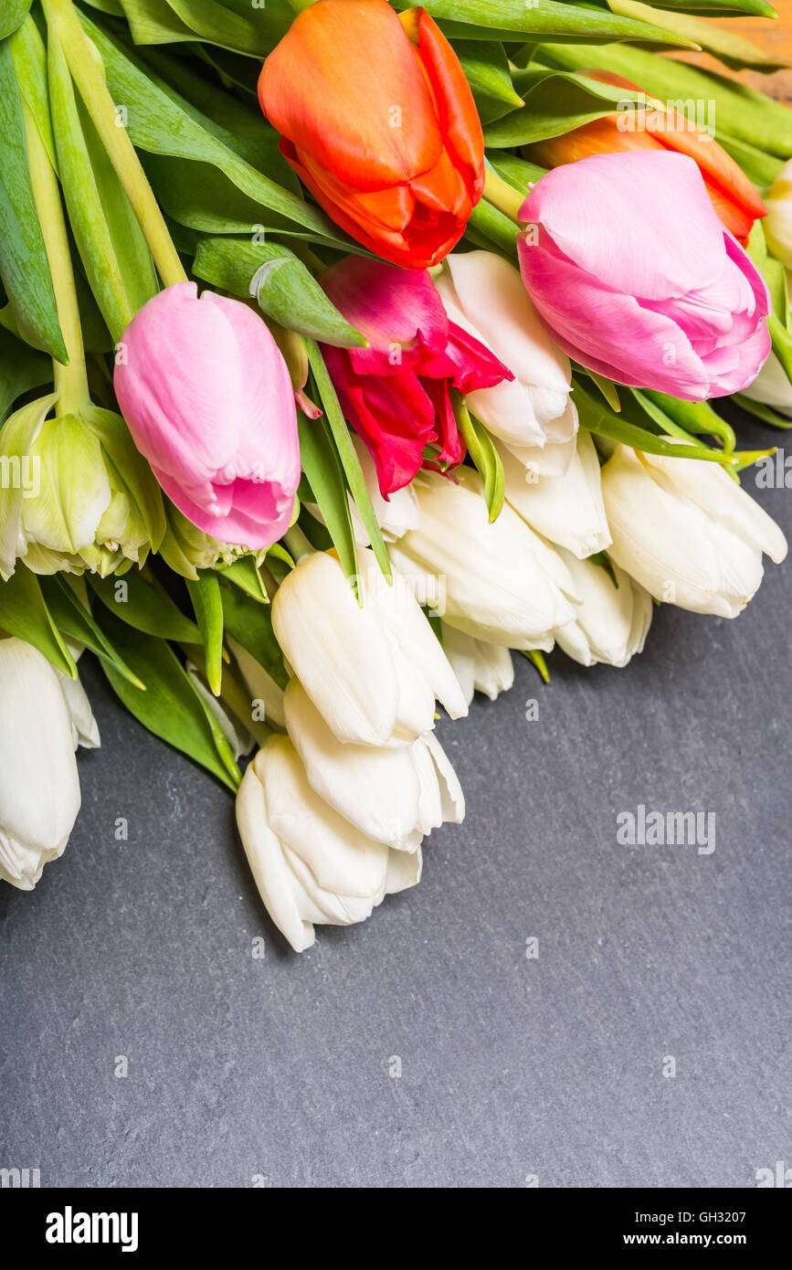 Anniversary colorful tulip flower bouquet on grey background for ...