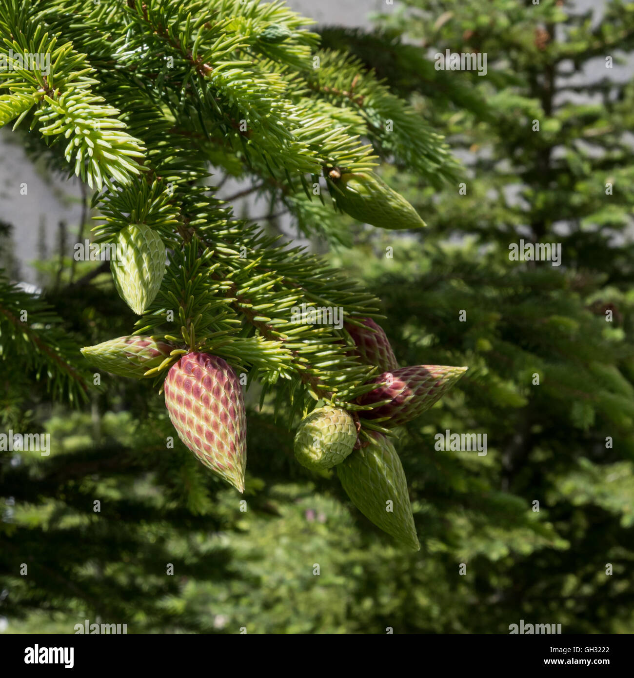 Strawberry Like Pine Cones hang in fir tree Stock Photo