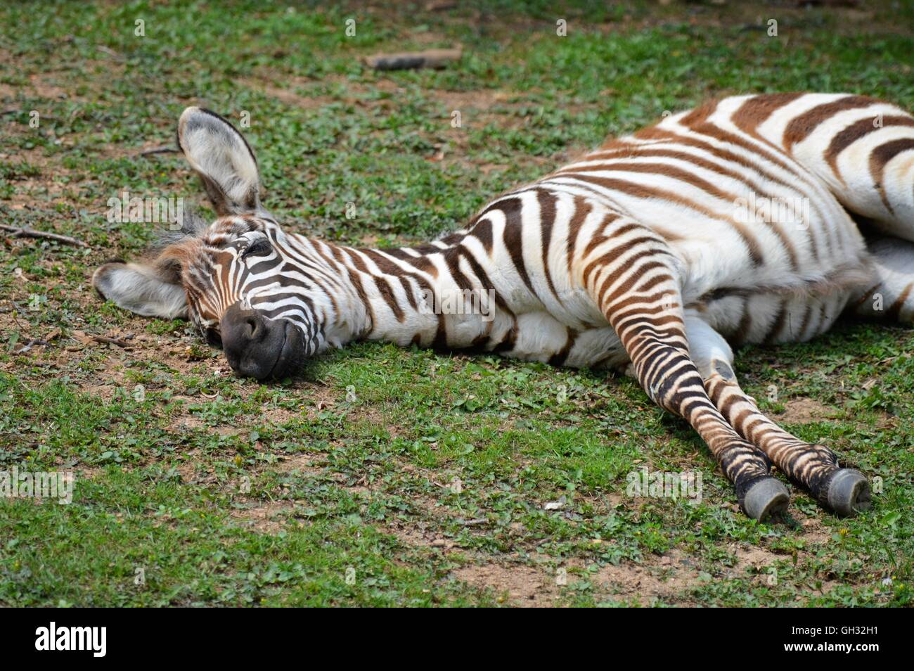 Baby Zebra Laying in the Grass Stock Photo - Alamy