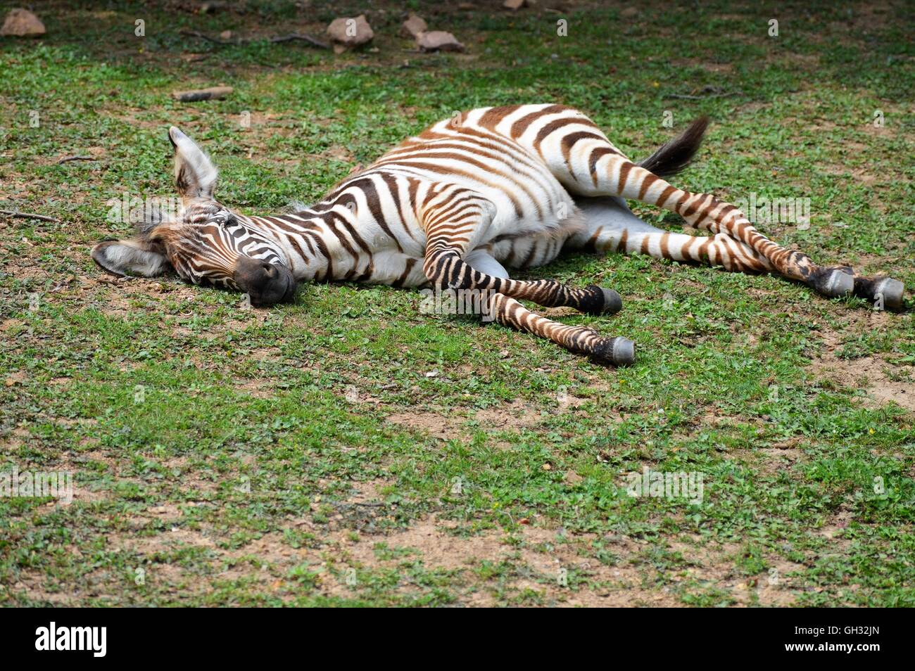 Baby Zebra Laying in the Grass Stock Photo - Alamy