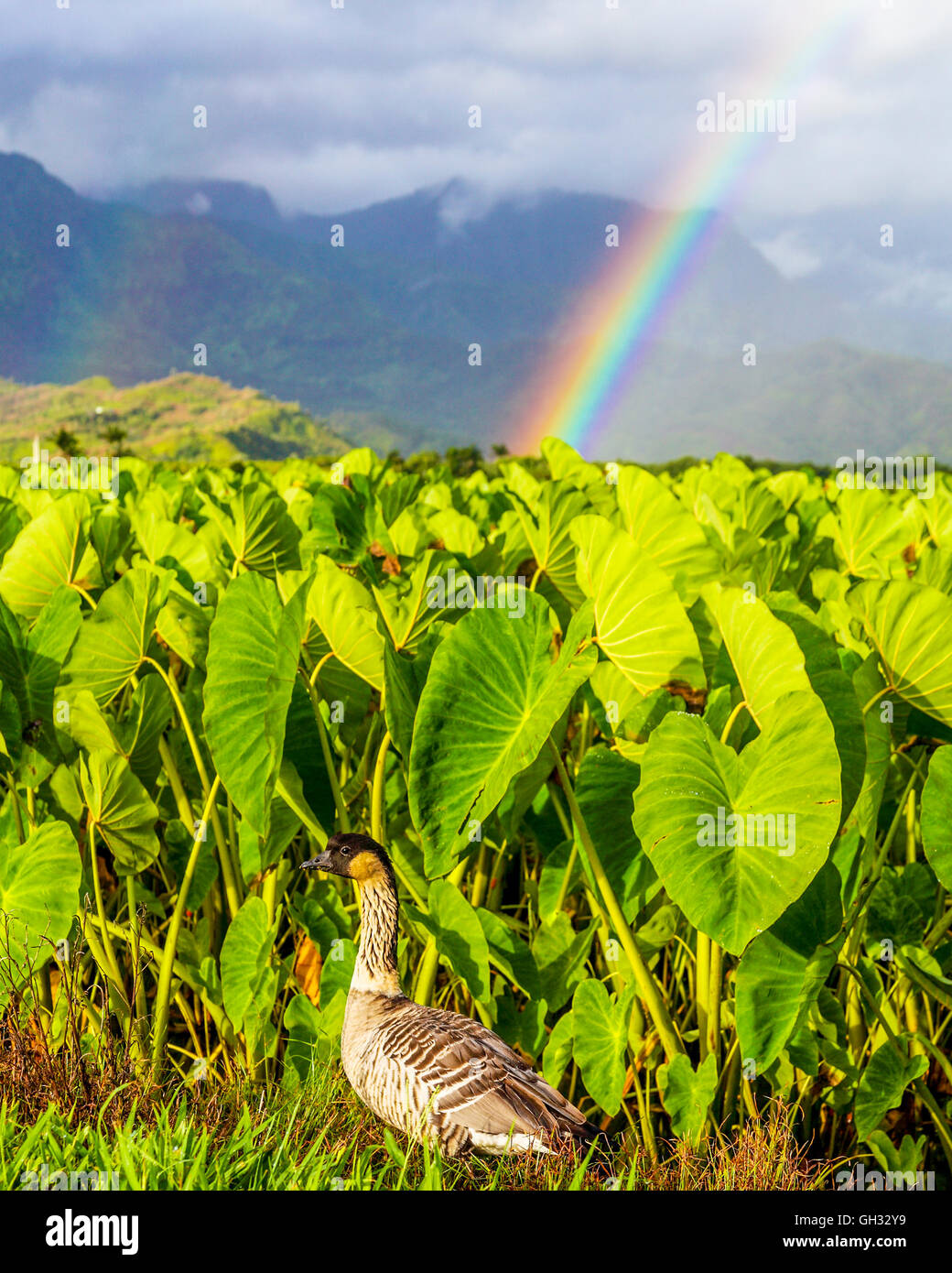 Nene by taro at the Hanalei National Wildlife Refuge, with rainbows in distance Stock Photo