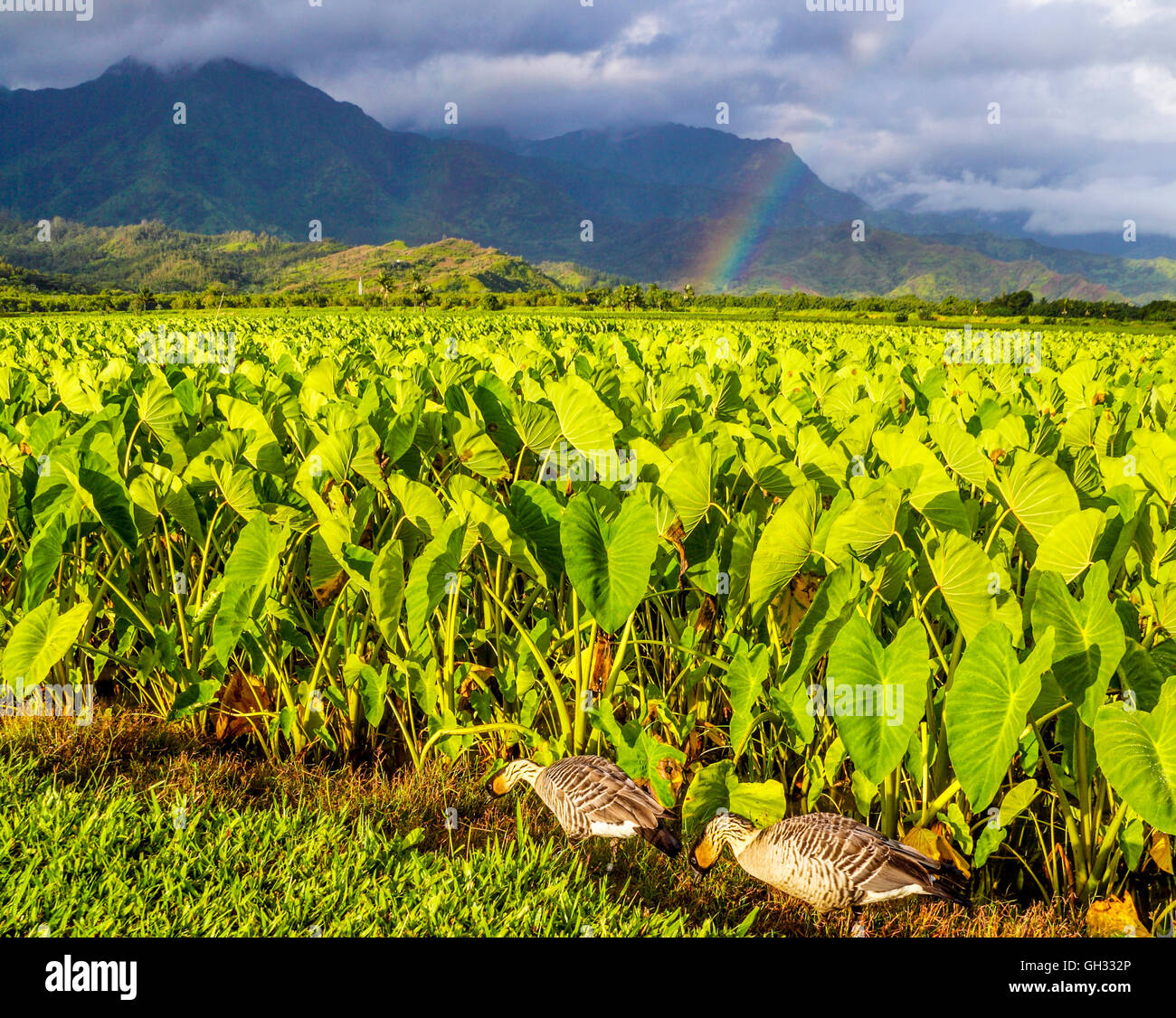 Nene by taro at the Hanalei National Wildlife Refuge, with rainbows in distance Stock Photo