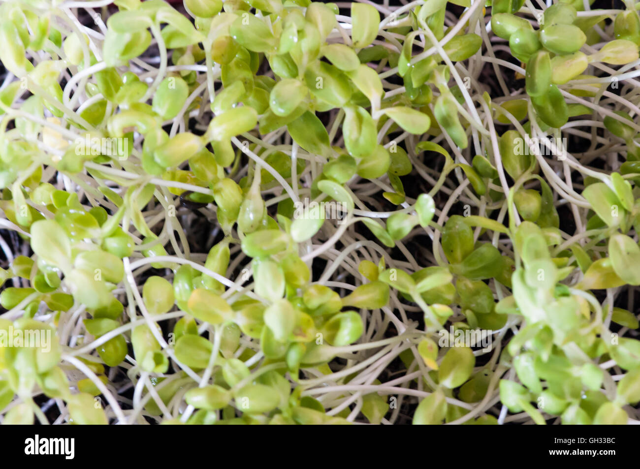 Green sunflower sprout Stock Photo Alamy