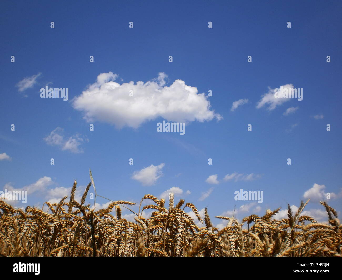 Field of wheat before harvest Stock Photo - Alamy