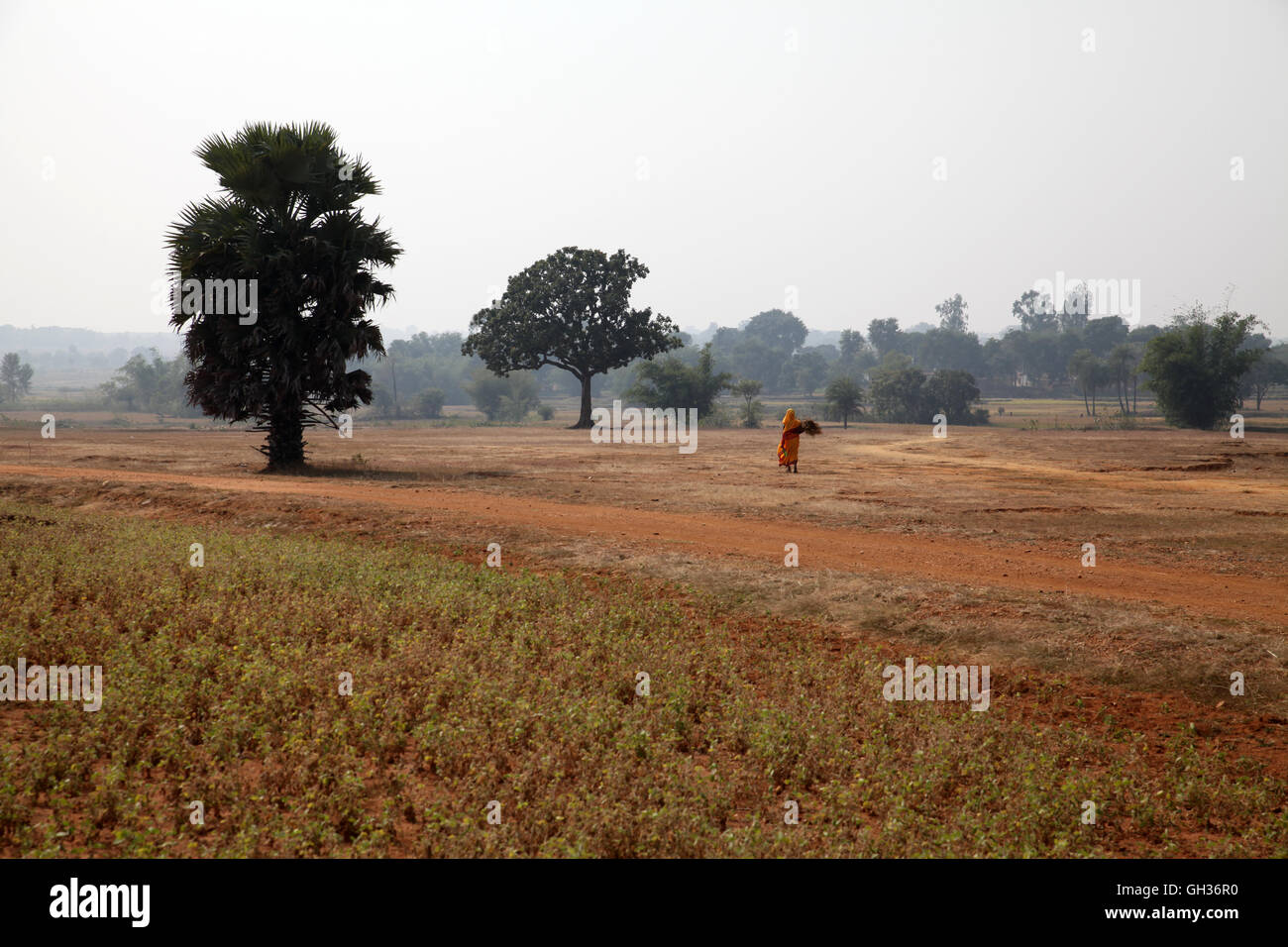 Woman in a yellow sari walking over a field in Jharkand, India Stock Photo