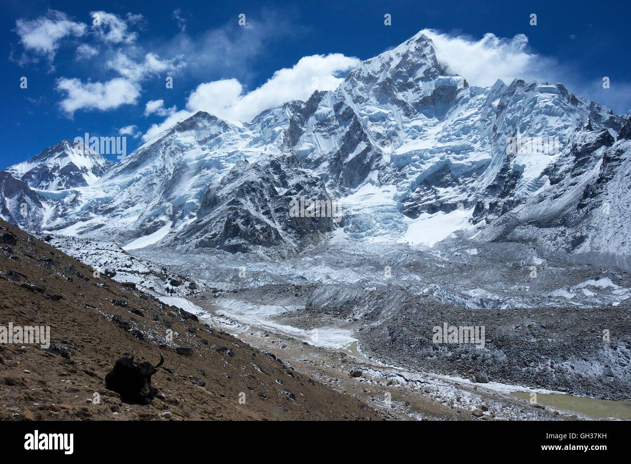 Yak near the Khumbu glacier with Changtse, Everest and Nuptse, Sagarmatha National Park, Solukhumbu District, Nepal, Asia Stock Photo