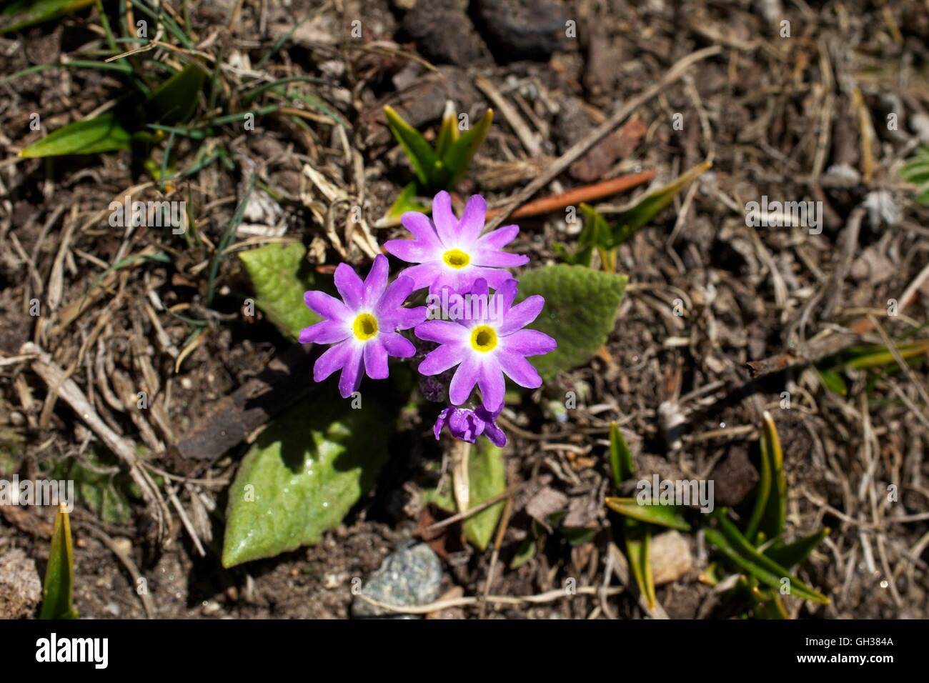 Primula minutissima growing near Tengboche, Sagarmatha National Park, Solukhumbu District, Nepal, Asia Stock Photo