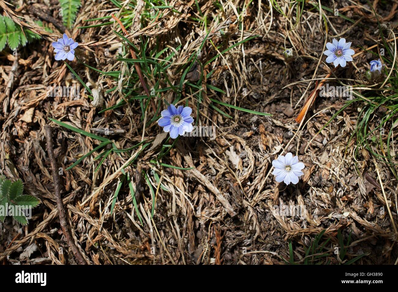 Blue wild flowers on trail near Tengboche, Sagarmatha National Park, Solukhumbu District, Nepal, Asia Stock Photo