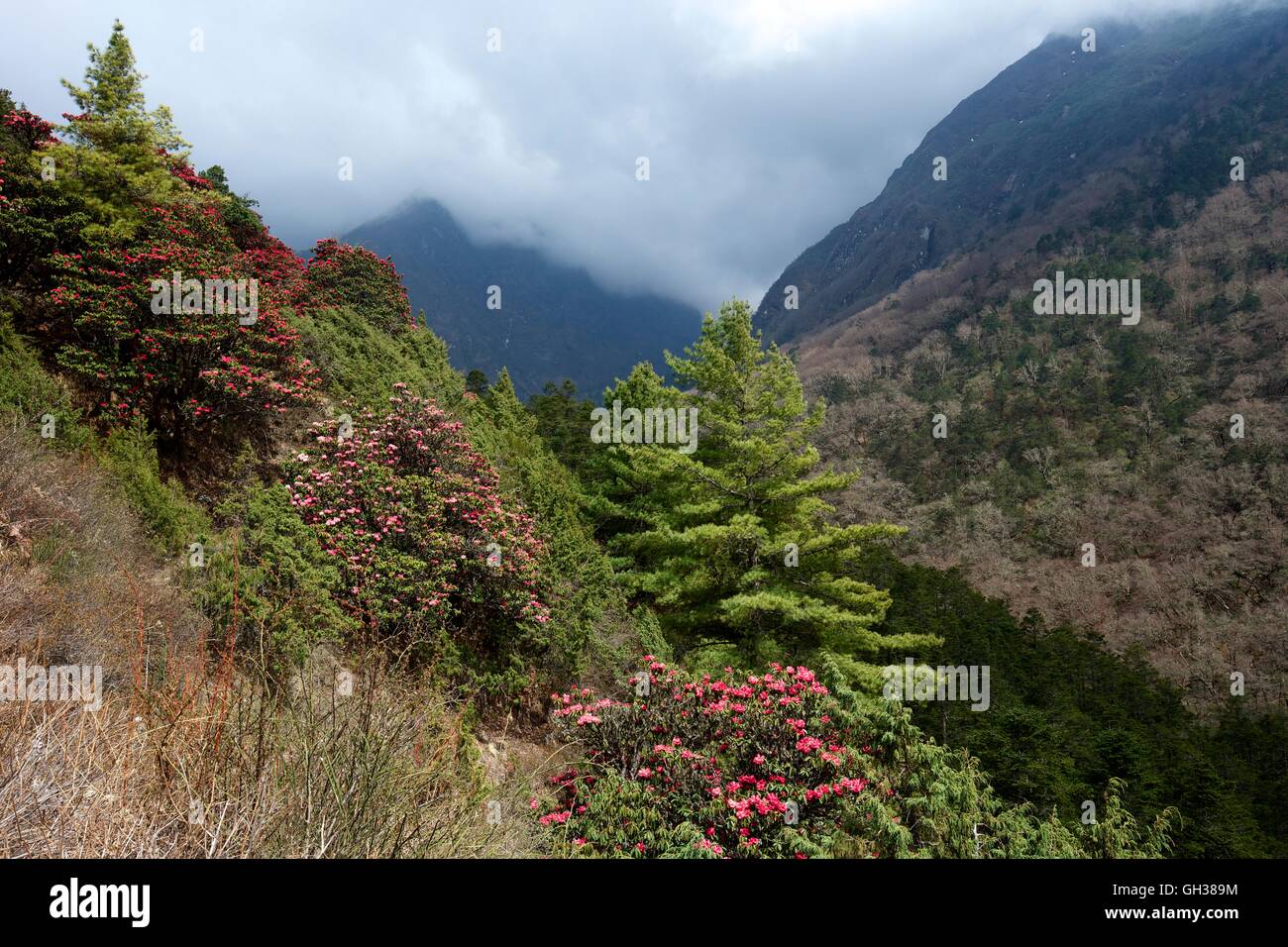 Wild Rhododendron trees near Tengboche, Sagarmatha National Park, Solukhumbu District, Nepal, Asia Stock Photo