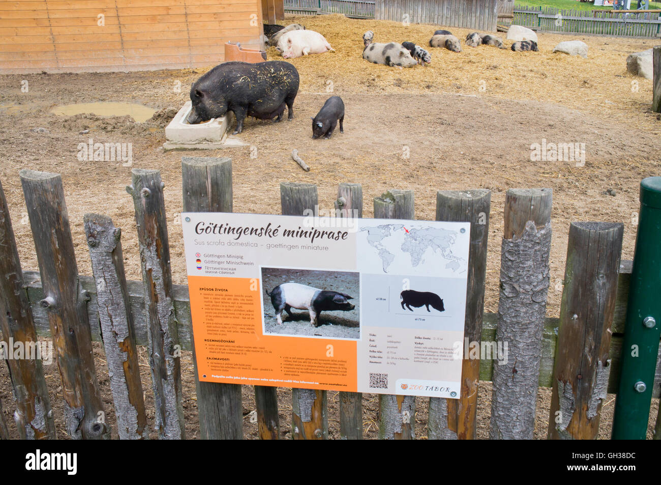Goettingen Minipig, Sus scrofa domesticus 'Goettingen Miniature Pig', piglet Stock Photo