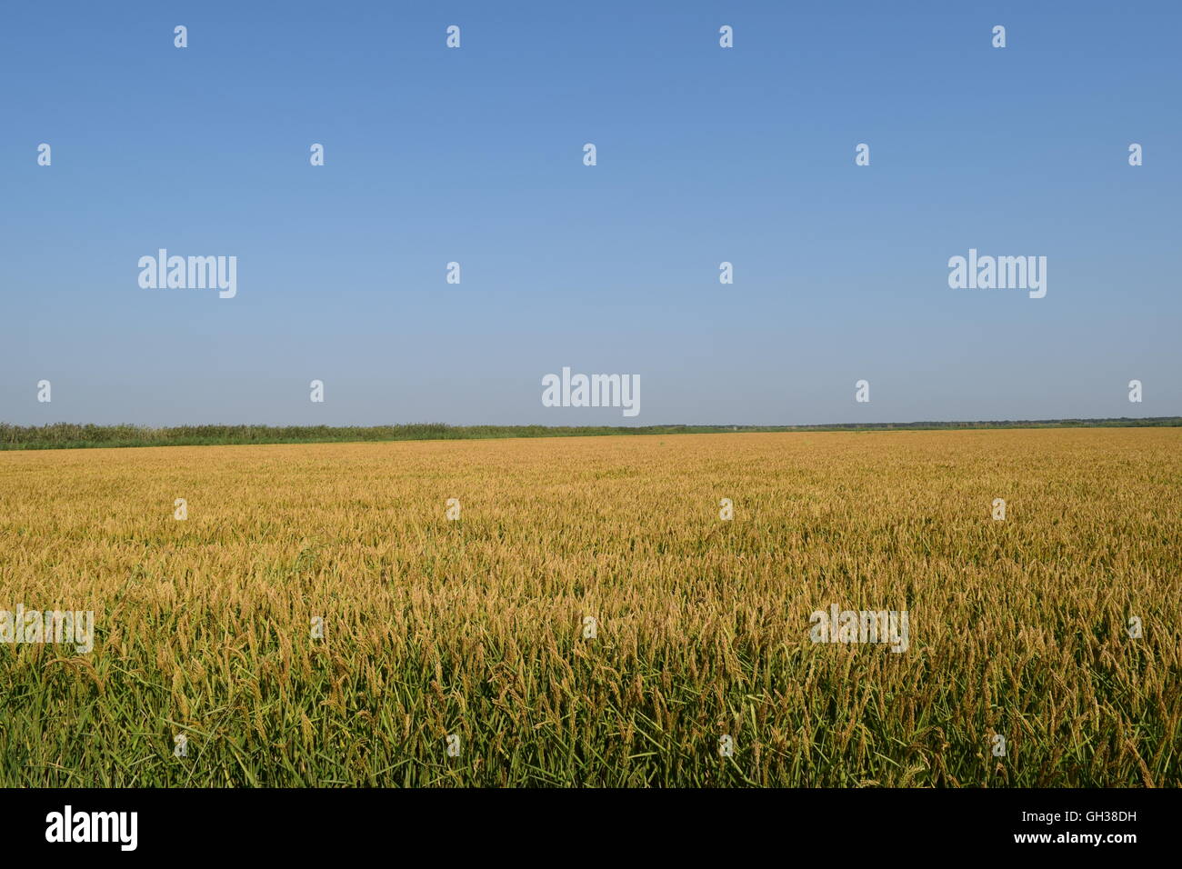 Field of rice in the rice paddies. Rice cultivation in temperate ...