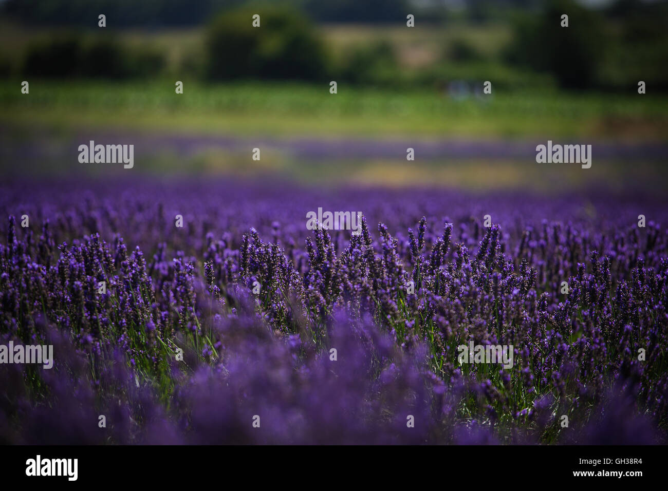 Purple Fields, lavender fields Stock Photo