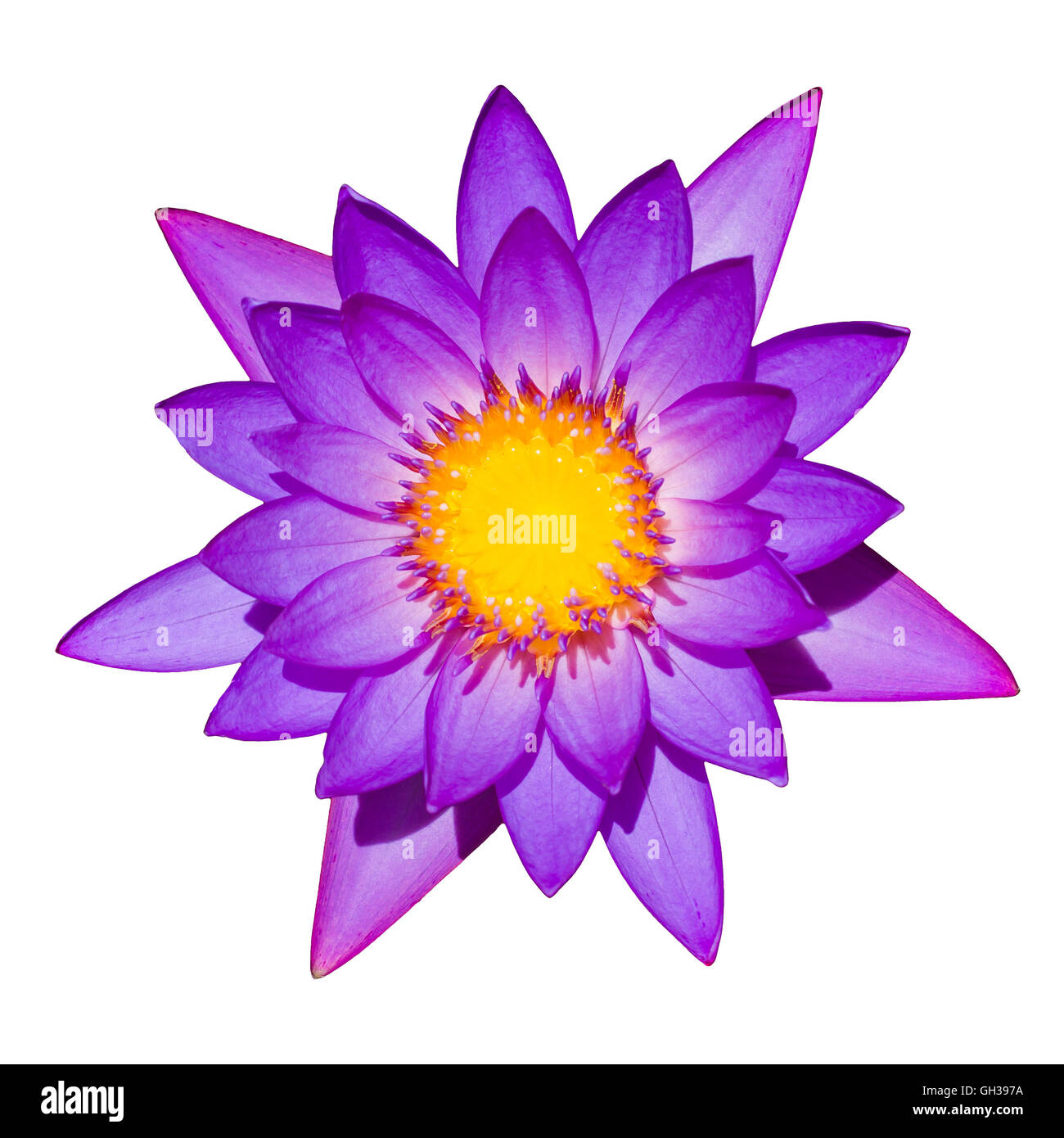 A shot of blooming purple lily isolated on a white background. Stock Photo