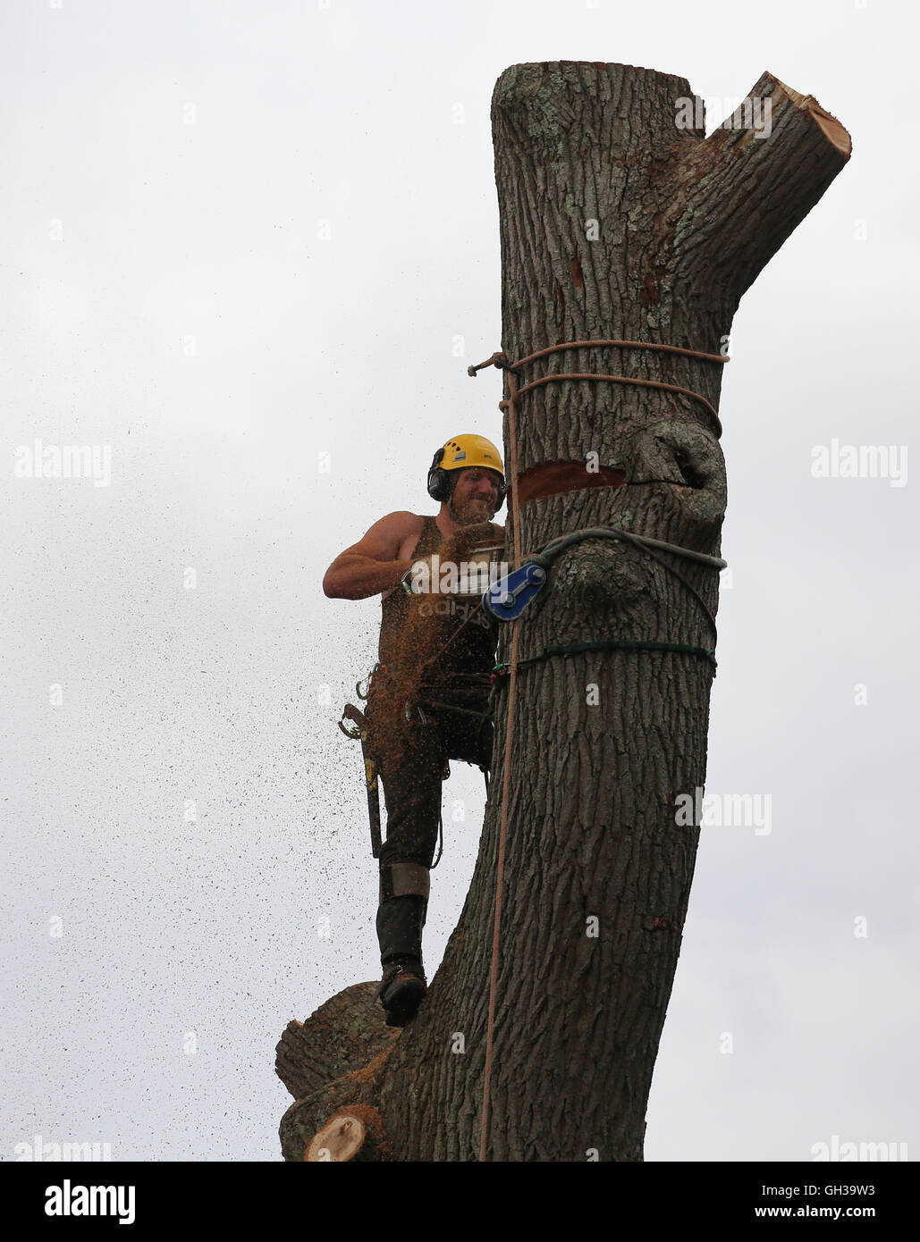 Tree Surgeon cutting down tree with a chain saw, wearing ear defenders