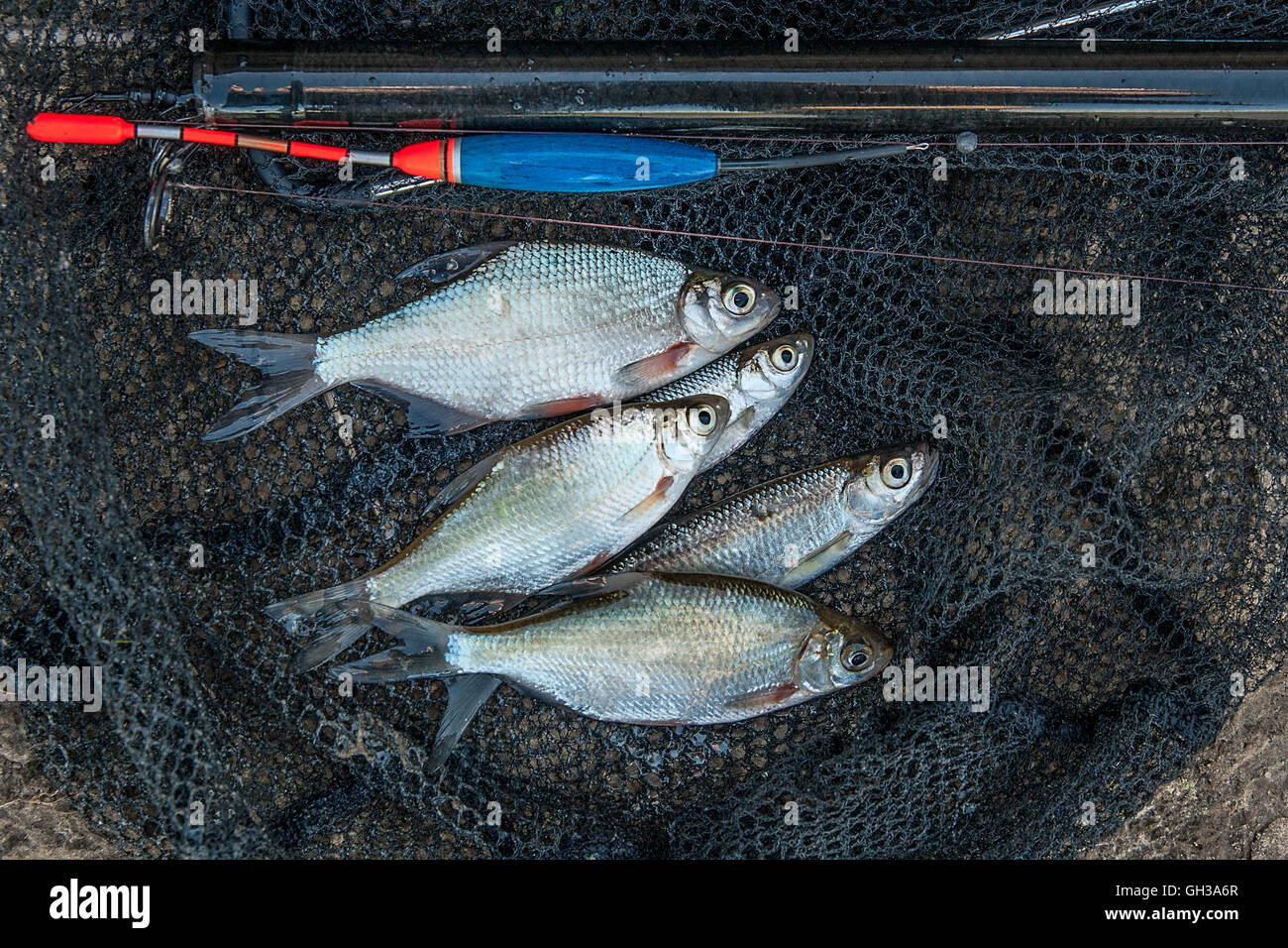 Freshwater fish just taken from the water. Fishing rod with float and fishing net as background