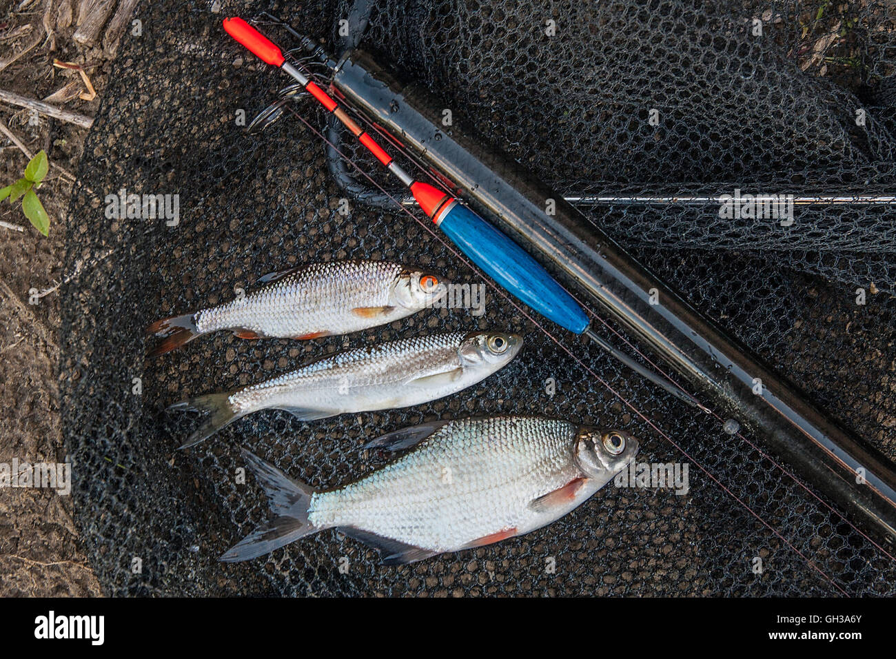 Freshwater fish just taken from the water. Fishing rod with float and fishing net as background