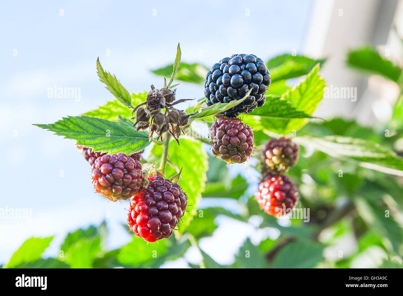 https://c8.alamy.com/comp/GH3A9C/red-and-black-wild-blackberries-bushes-and-branches-on-green-leaves-GH3A9C.jpg