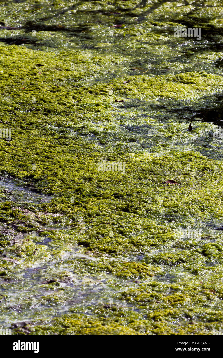 Algae Covered Pond