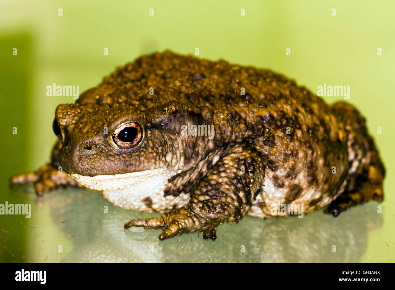 Common toad (Bufo bufo) Stock Photo