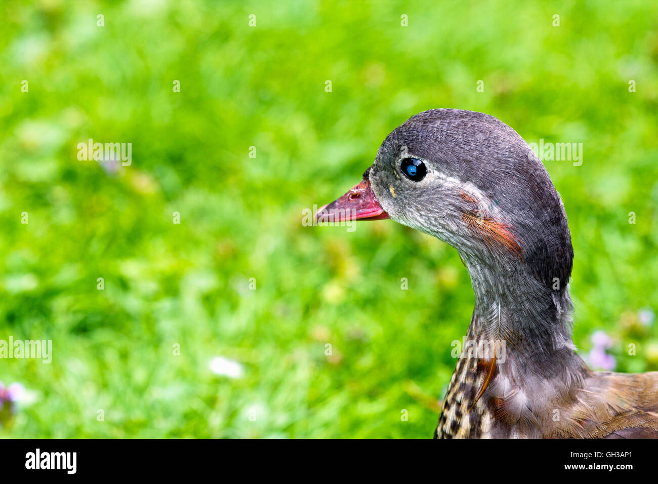 Male Mandarin duck (Aix galericulata) with cataracts Stock Photo
