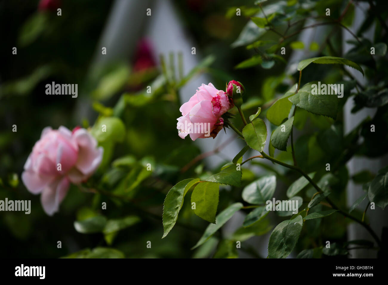 Pink roses growing up white trellis Stock Photo Alamy