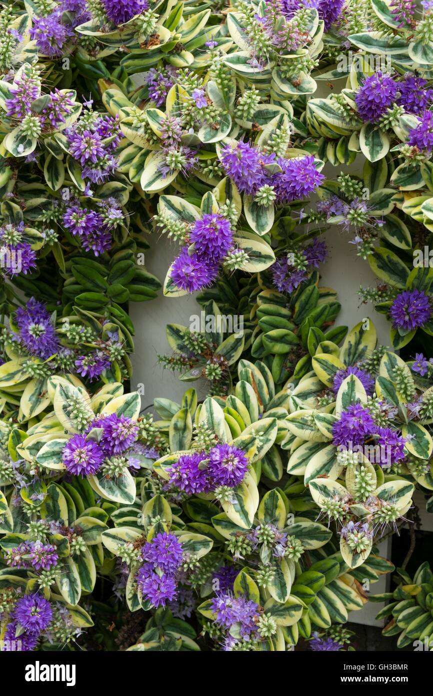 Variegated hebe, unknown culltivar in flower, Norfolk, England, July. Stock Photo