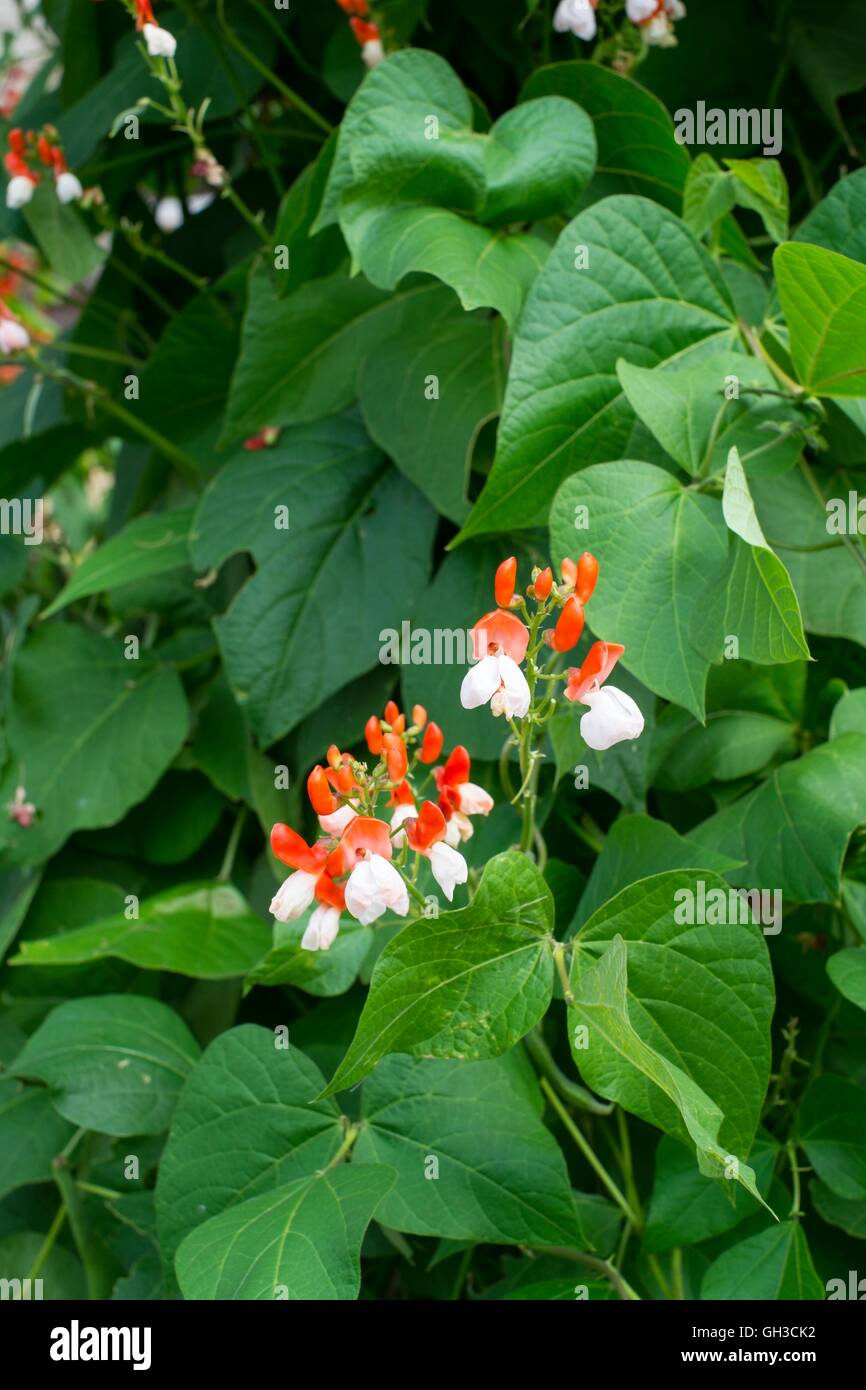 Runner Bean - Phaseolus coccineus, red/white,flowers of ‘Painted Lady’, Norfolk, England, July. Stock Photo