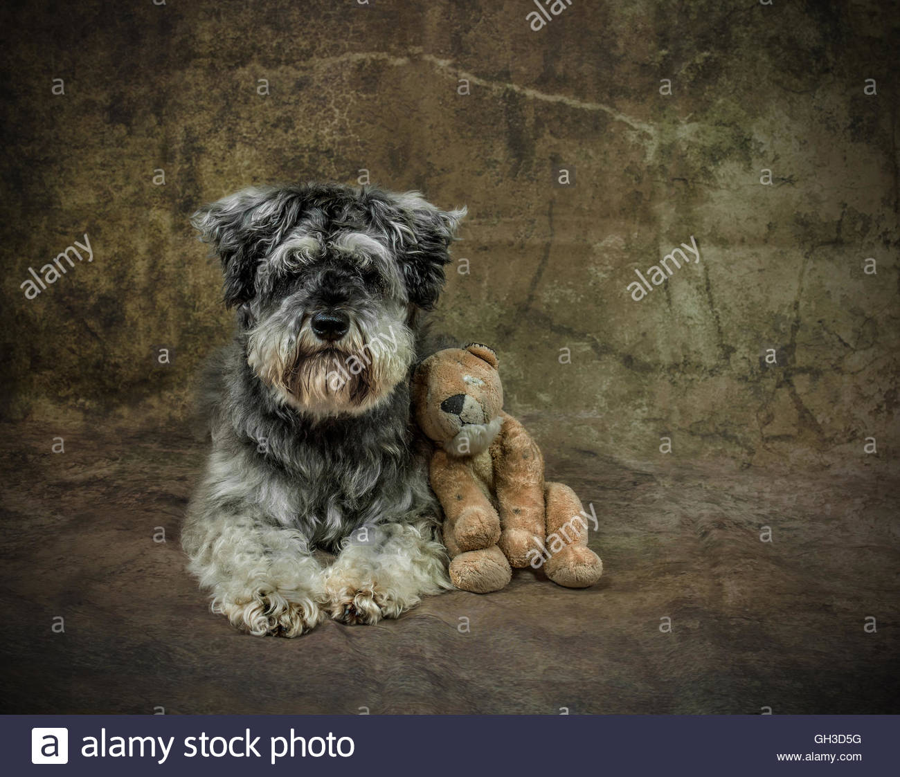 miniature schnauzer cuddly toy