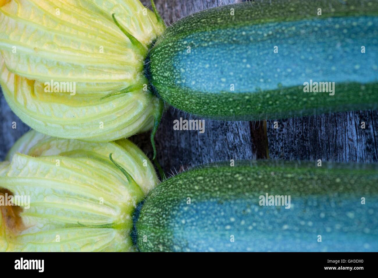 Zucchini or courgette, close up of flowers, Norfolk, England, July