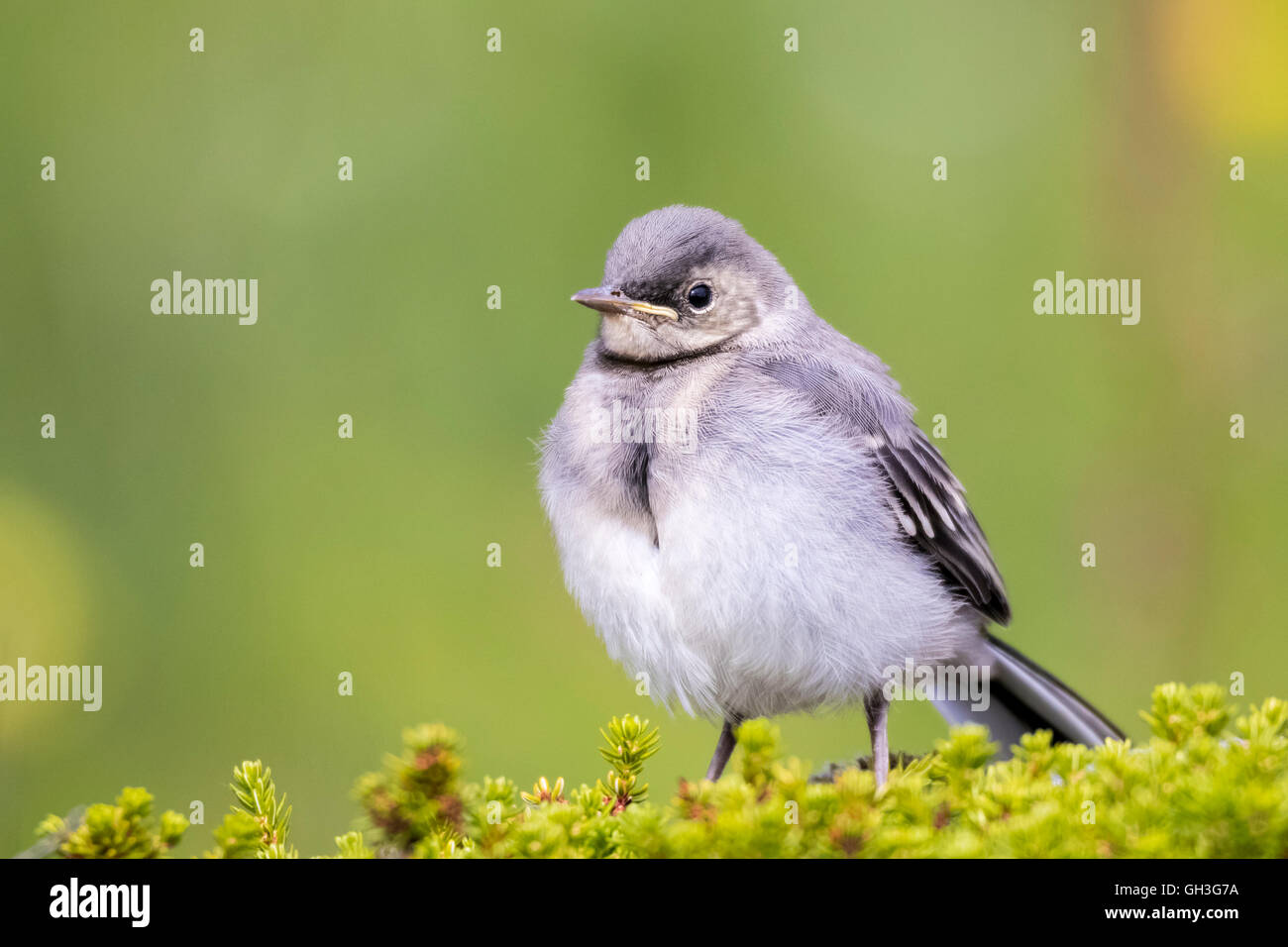 Juvenile white wagtail (Motacilla alba) Stock Photo