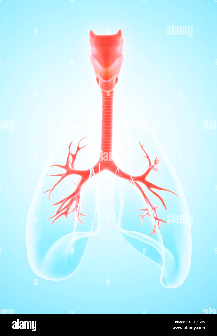 3D illustration of Larynx Trachea Bronchi Part of Respiratory System