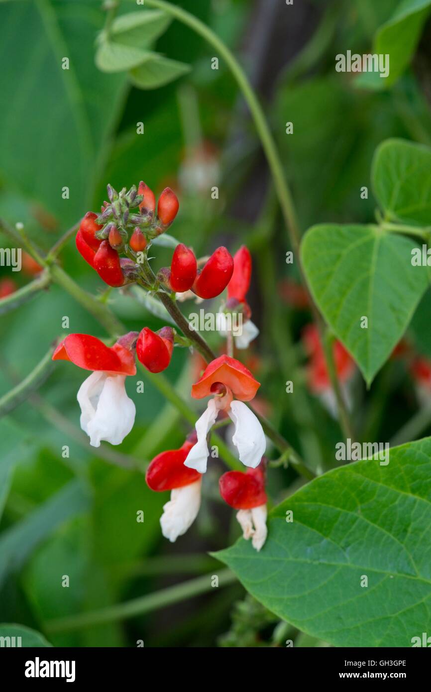 Runner beans, Phaseolus coccineus, red & white flowering 'St George' Norfolk, England, August. Stock Photo